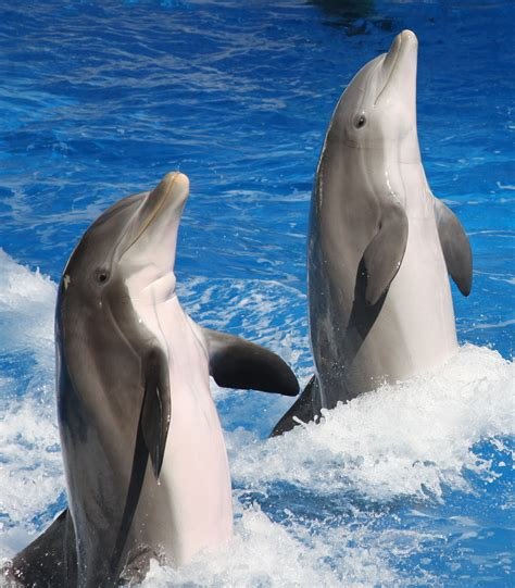 Dolphin Facts: Communication, Habitats, and How to Help