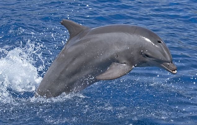 Dolphin