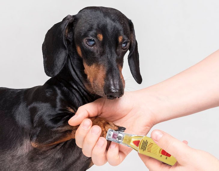 Nail Trimming 2