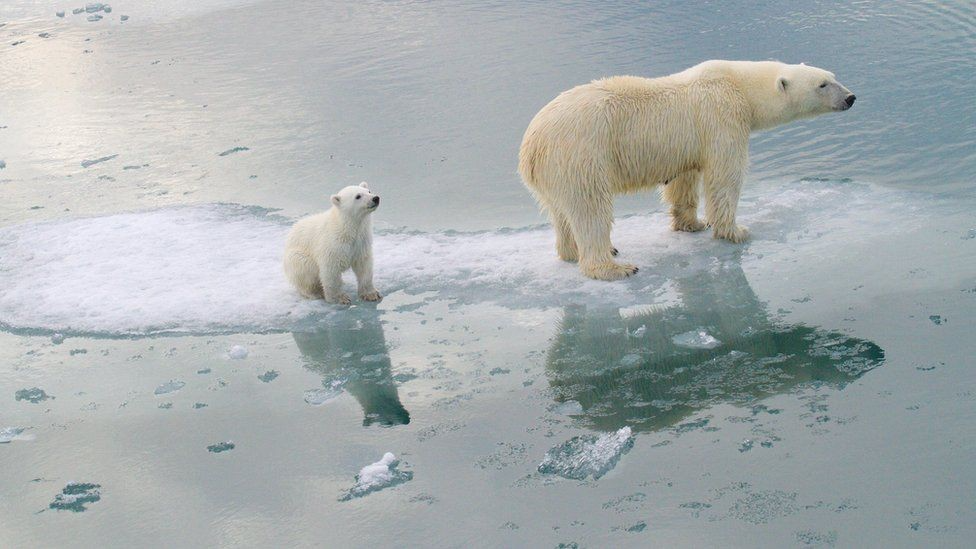 How Climate Change Affects Habitats