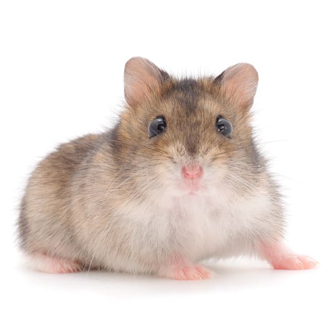 Dwarf Hamster 1