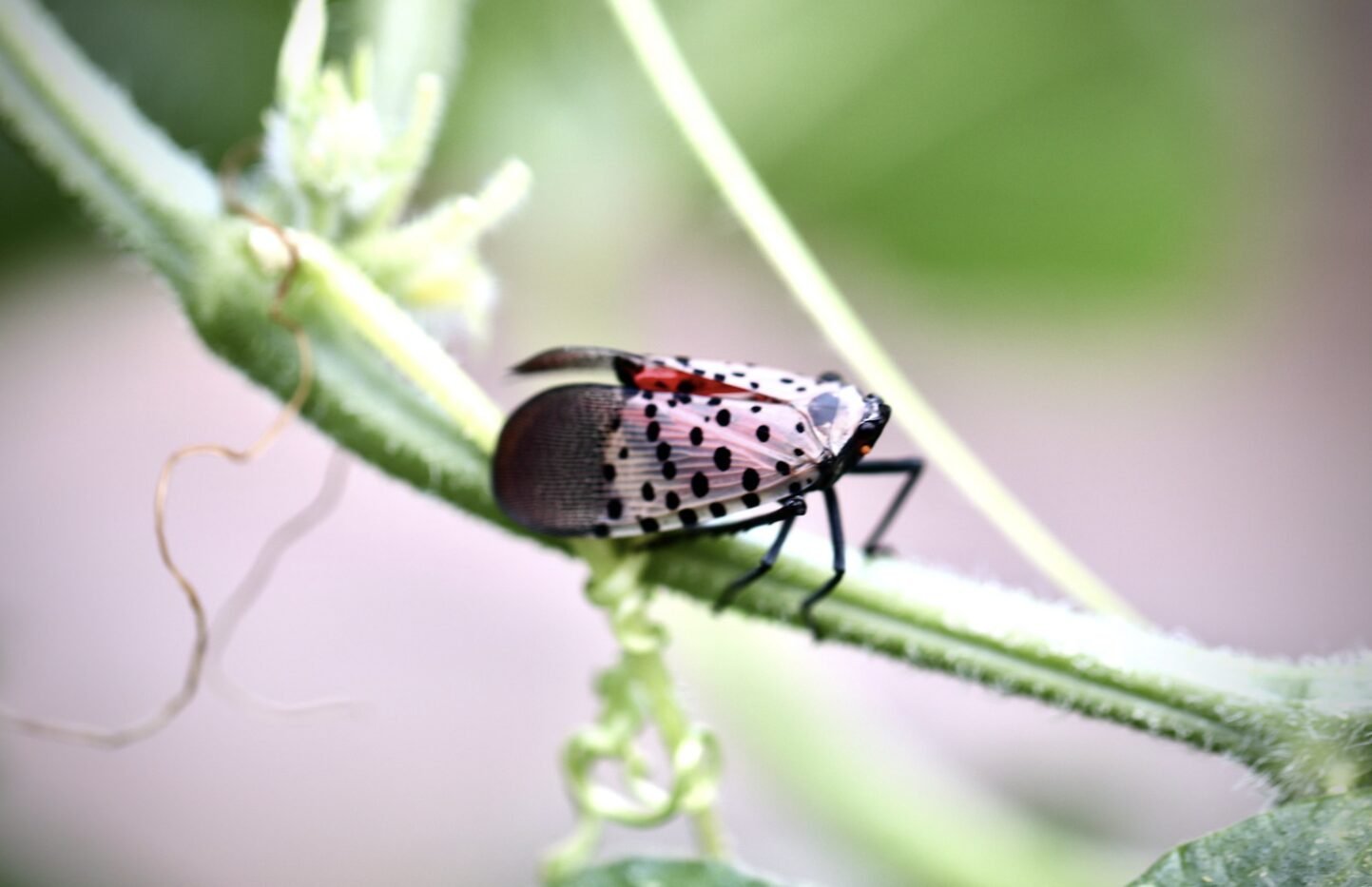 Lanternfly 5