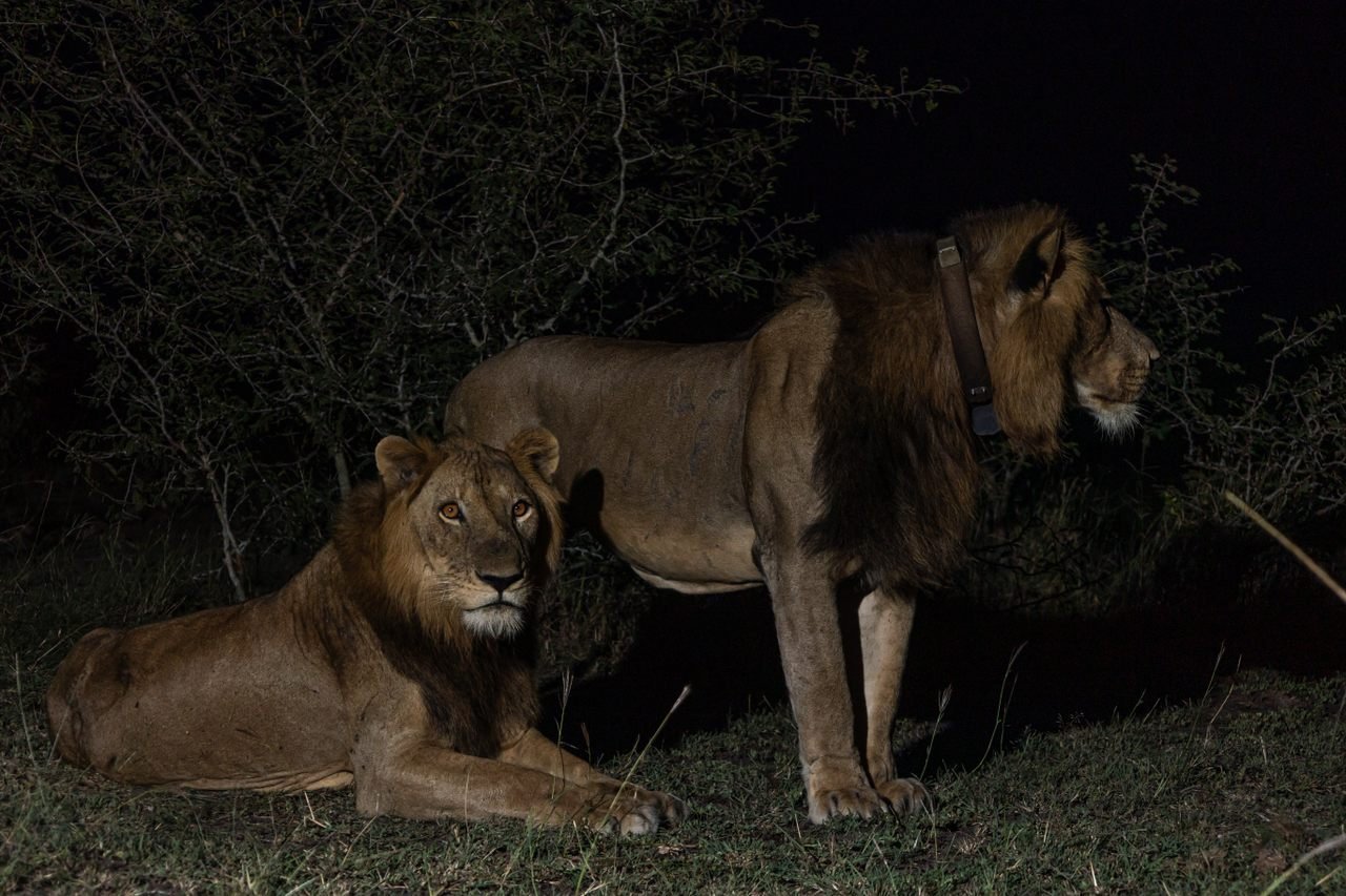 Lions in Queen Elizabeth National Park