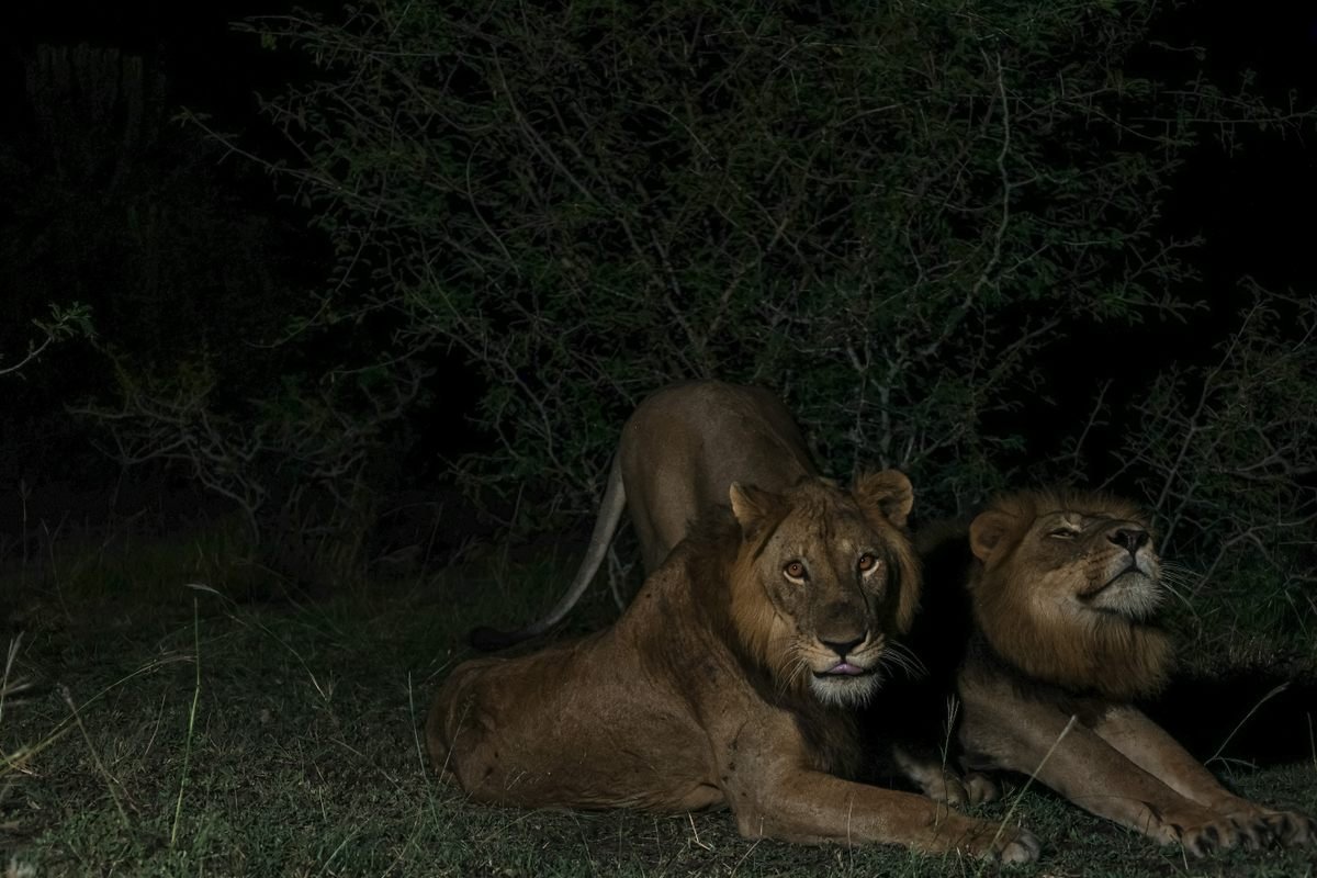 Lions in Queen Elizabeth National Park 2