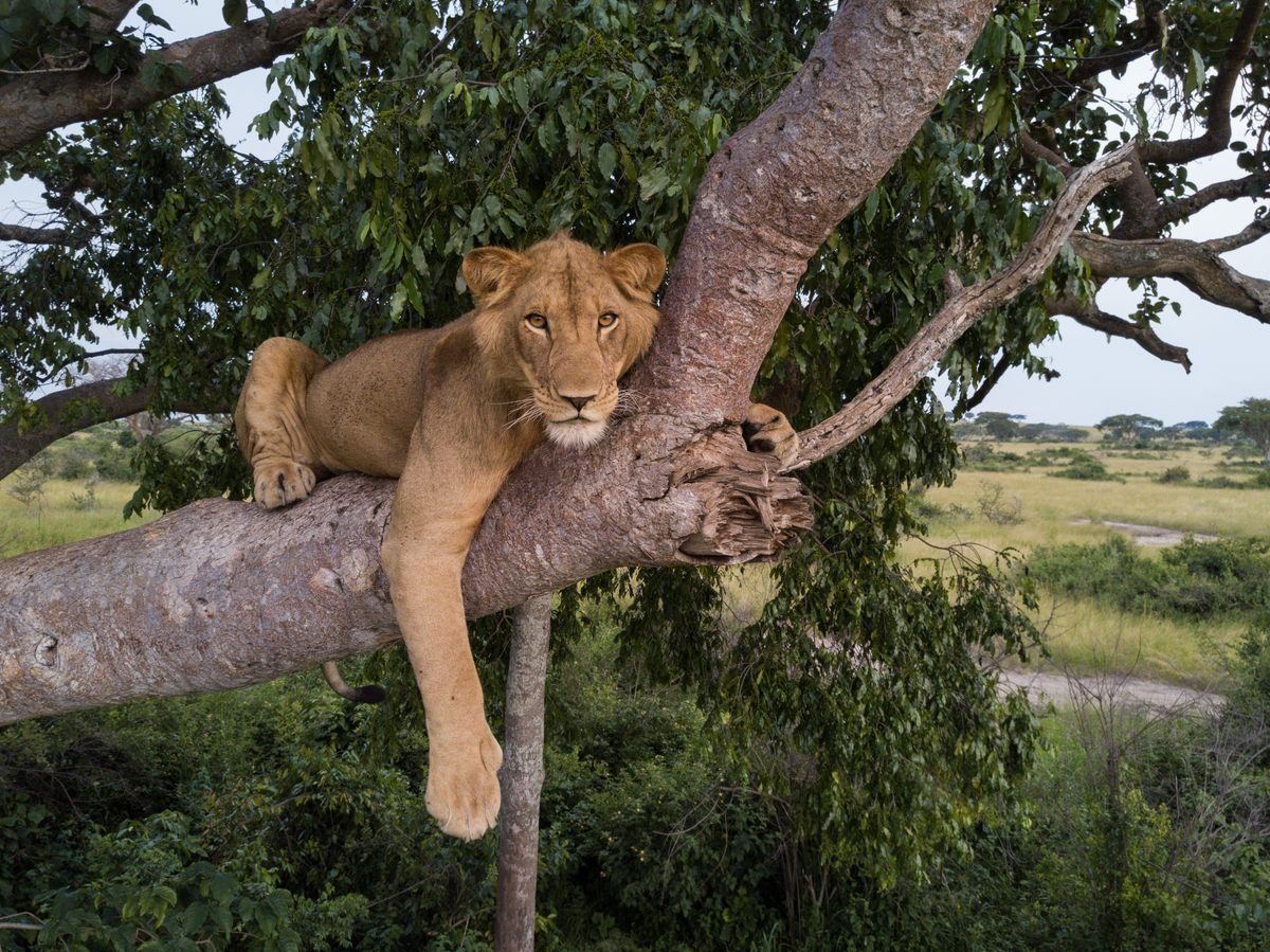 Lions in Queen Elizabeth National Park 4