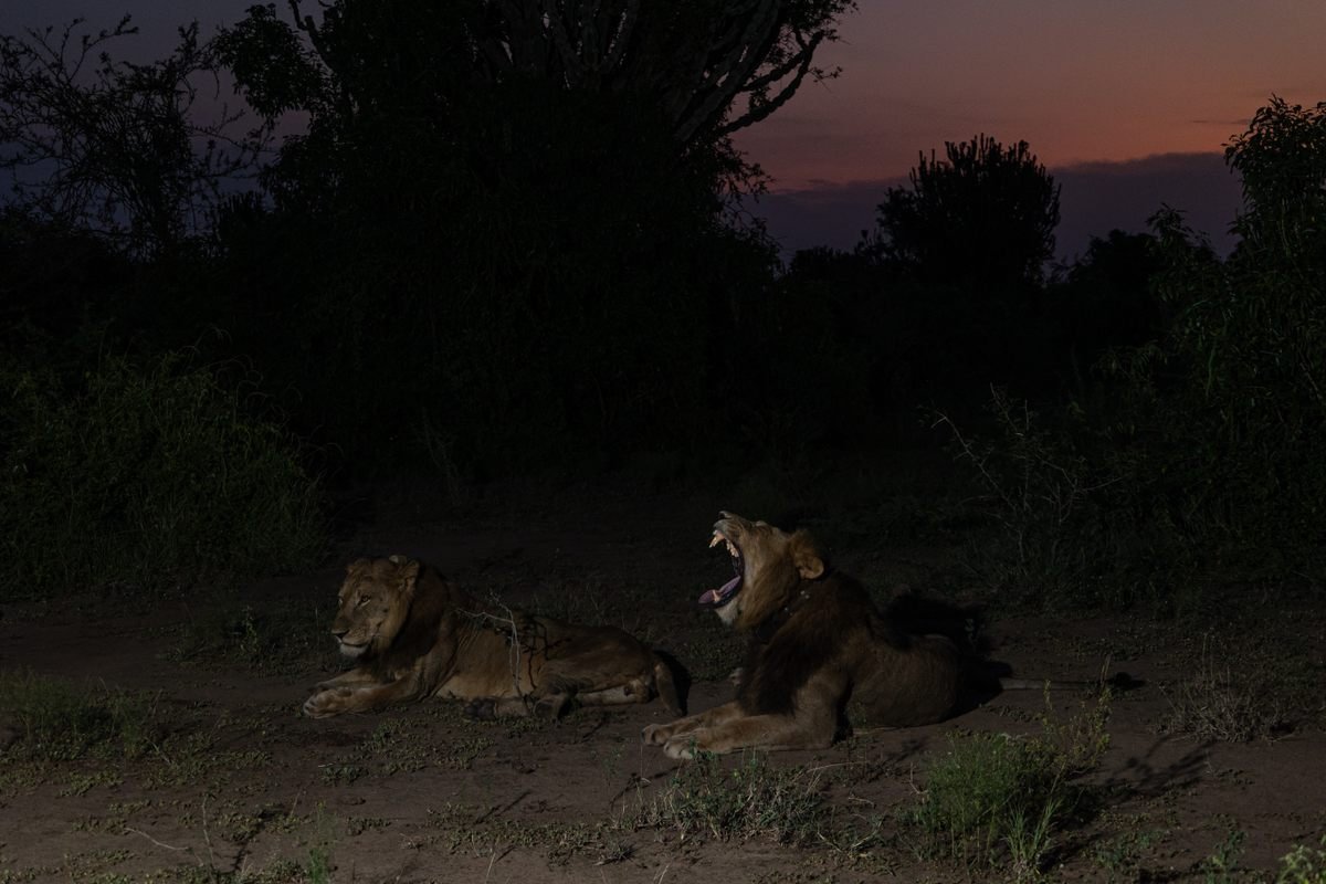 Lions in Queen Elizabeth National Park 5