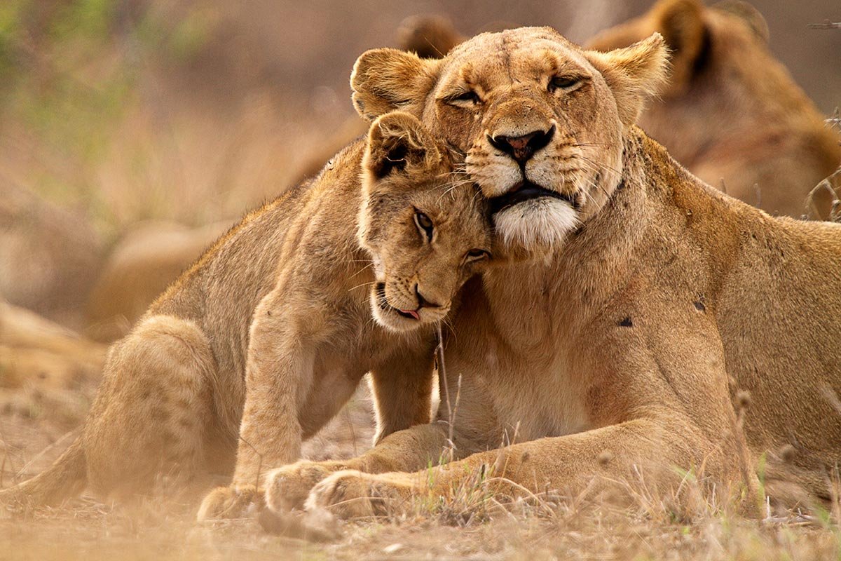 Lions in Queen Elizabeth National Park 6