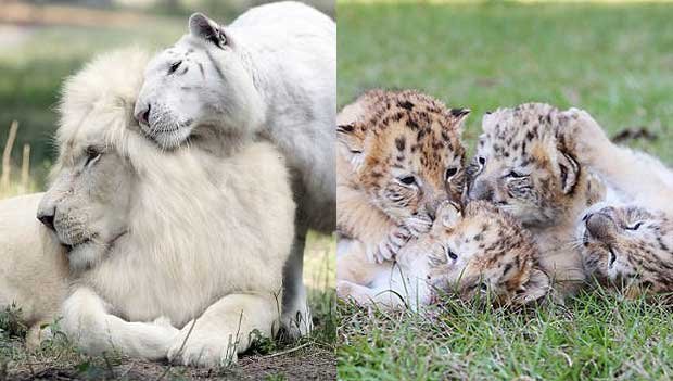 First-Ever White Liger Cubs