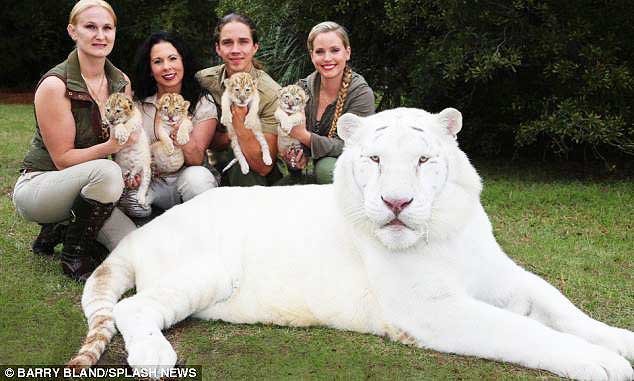 First-Ever White Liger Cubs 3