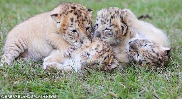 First-Ever White Liger Cubs 6