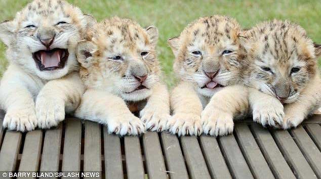 First-Ever White Liger Cubs 7