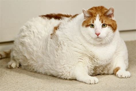 Pet Obesity 3