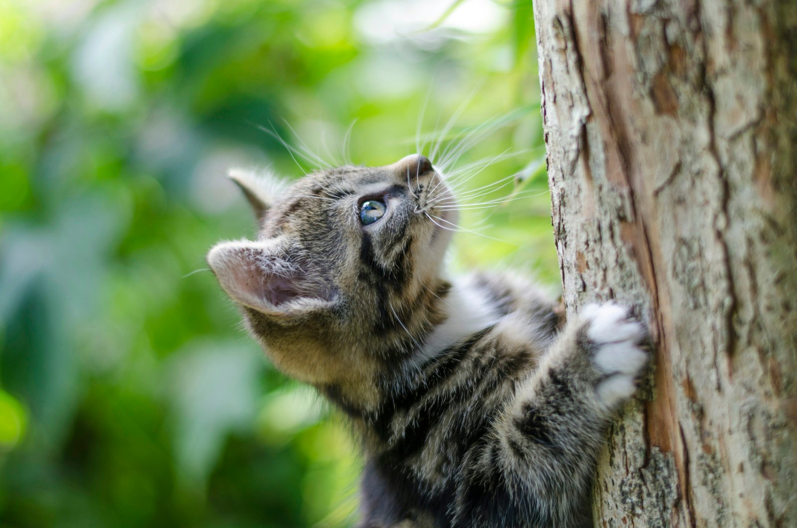 The Early Development of Kittens: 3 Surprising Facts You Need to Know