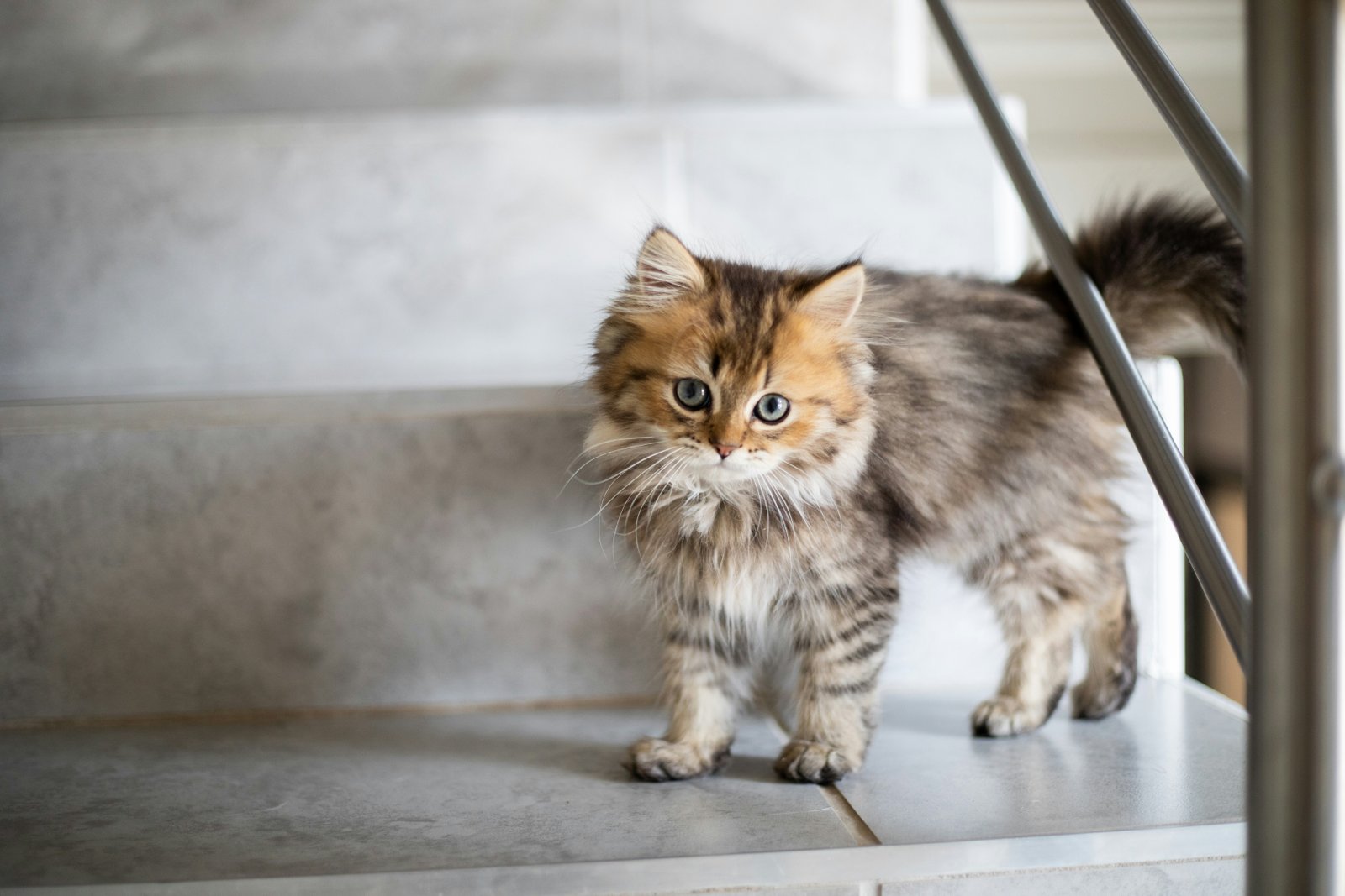 The Early Development of Kittens: 3 Surprising Facts You Need to Know