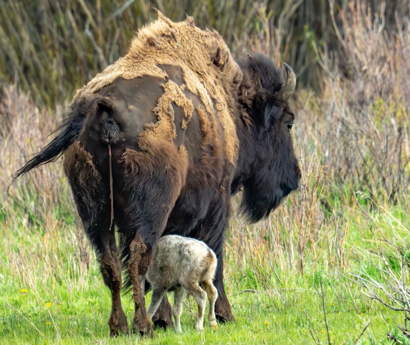 White Buffalo Calf 2