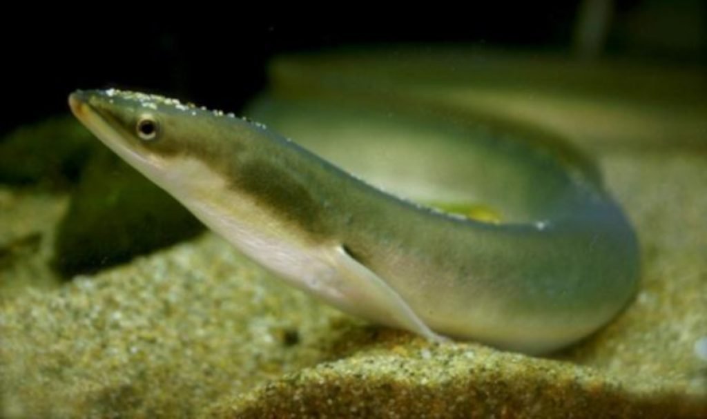 Japanese Eels